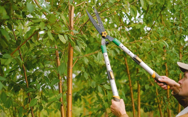 Tree trimming in Junction City, WI